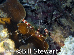 "Banded Boxer Shrimp"  Photo taken during a night dive on... by Bill Stewart 